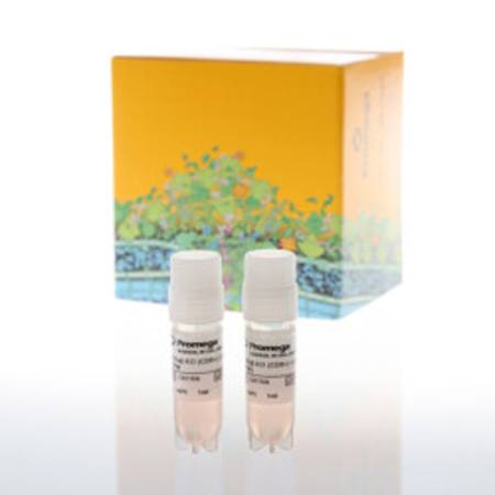 Buy TCA Bioassay TCRalphabeta-KO, CD8+ CPM in NZ.