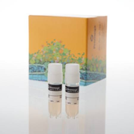 Buy ADCP Effector Cells (THP-1), Propagation Model in NZ.