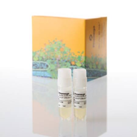Buy FcyRI ADCP Effector Cells, Propagation Model in NZ.