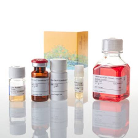 Buy VEGF Reporter Bioassay in NZ.