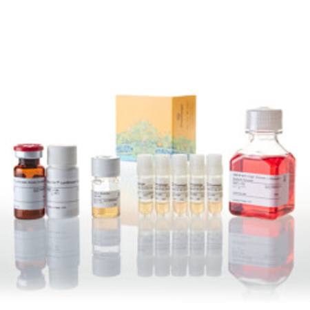 Buy VEGF Bioassay 5X in NZ.