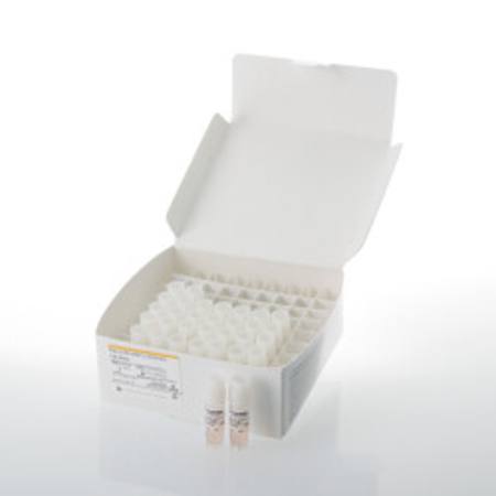 Buy Raji (LDH-HiBiT) CD19-KO Cell Bank in NZ.