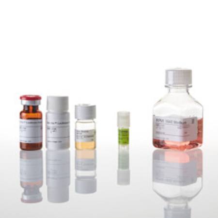 Buy T Cell Activation Bioassay (IL-2) in NZ. 
