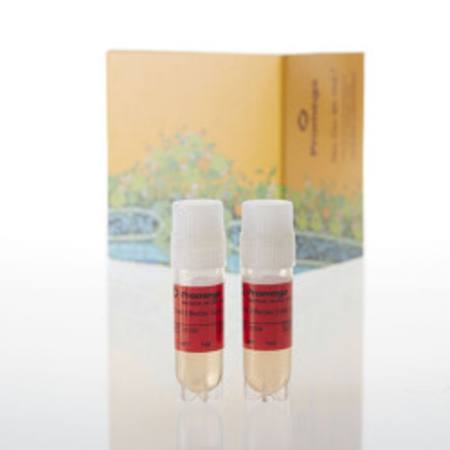 Buy CD40 Effector Cells, Propagation Model in NZ.