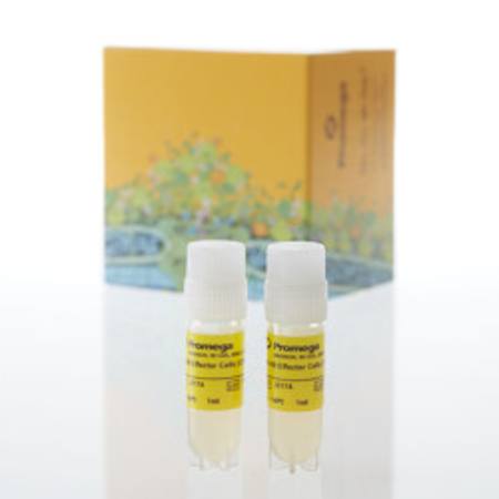 Buy OX40 Effector Cells, Propagation Model in NZ. 