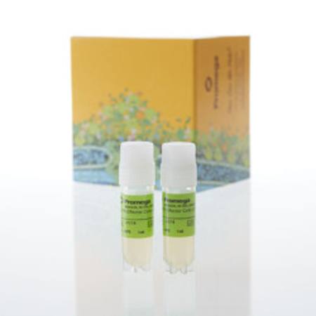 Buy GITR Effector Cells, Propagation Model in NZ.