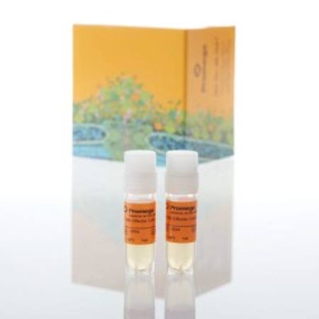 Buy 4-1BB Effector Cells, Propagation Model in NZ. 