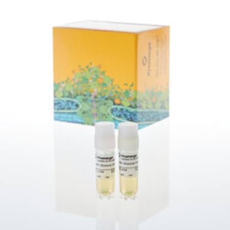 Buy RANKL Bioassay, Propagation Model in NZ.