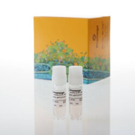 Buy FcyRIIb aAPC/CHO-K1 Cells, Propagation Model in NZ.
