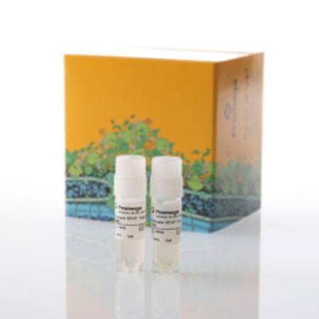 Buy Membrane VEGF Target Cells, Propagation Model in NZ.