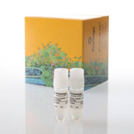 Buy Membrane RANKL Target Cells, Propagation Model in NZ. 