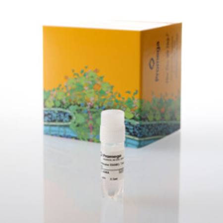 Buy Membrane RANKL Target Cells in NZ.