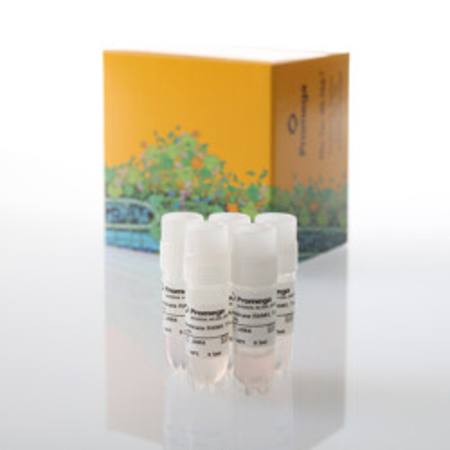 Buy Membrane RANKL Target Cells 5X in NZ.