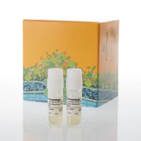 Buy IL-2Rbetagamma Bioassay, Propagation Model in NZ.
