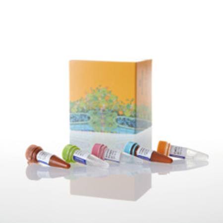 Buy RealTime-Glo(TM) Annexin V Apopt and Nec Assay, 1000 assays in NZ. 