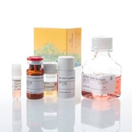 Buy IL-2 Bioassay in NZ. 