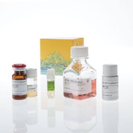 Buy GITR Bioassay in NZ. 