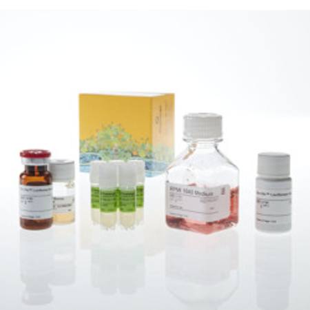 Buy GITR Bioassay 5X in NZ.