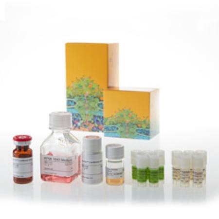 Buy CD28 Blockade Bioassay 5X in NZ.