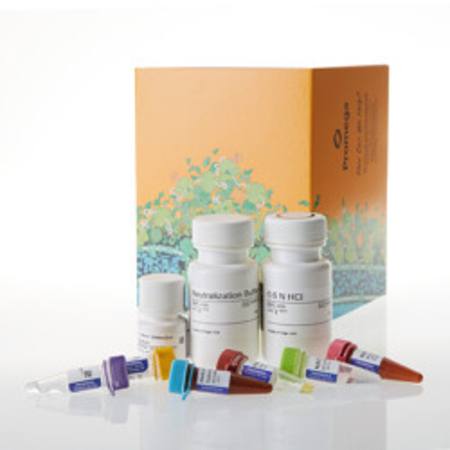 Buy BCAA-Glo(TM) Assay, 5ml in NZ.