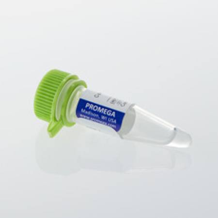 Buy Control Ab, Anti-CD28 in NZ. 