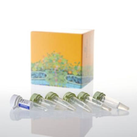 Buy JM109 Competent Cells, 1ml in NZ.