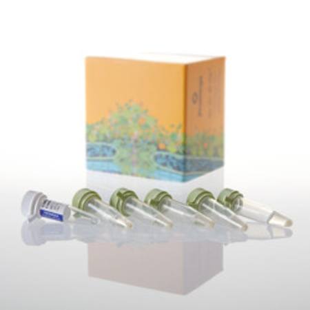 JM109 Competent Cells, 1ml (5 x 200ul)