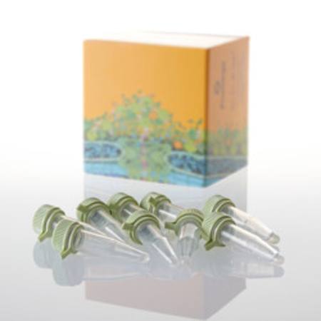 Buy Single-use JM109 Competent Cells, >10x8cfu/ug in NZ. 