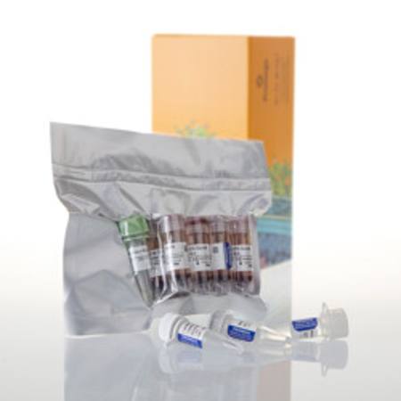 Buy TNT(R) SP6 Quick Coupled Trans cription/Translation System in NZ.