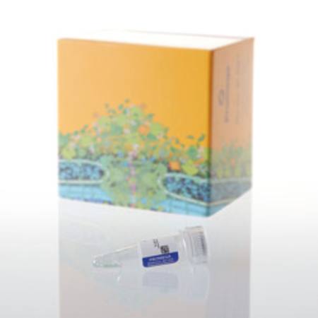 Buy Amino Acid Mixture Minus Methionine/Cysteine, 1mM, 175ul in NZ. 