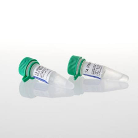 Buy T4 RNA Ligase, 500u in NZ.