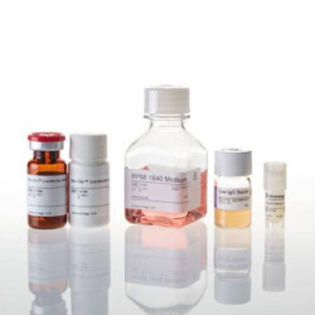 Buy mFcgammaRIV ADCC Reporter Bioassay, Core Kit in NZ.