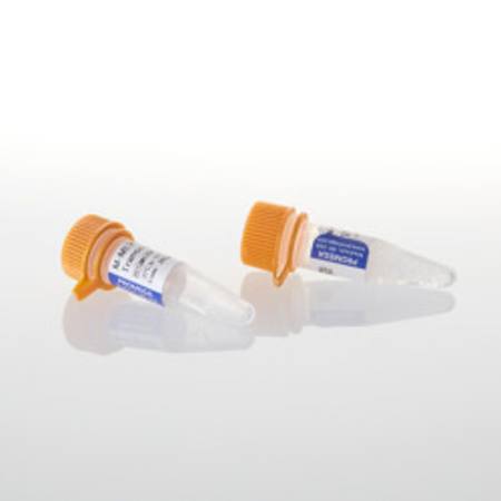 Buy M-MLV Reverse Transcriptase, 10,000u in NZ. 