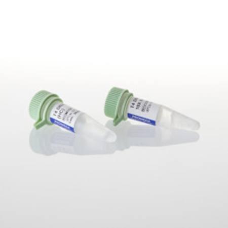 Buy T4 DNA Ligase (HC), 500u in NZ.