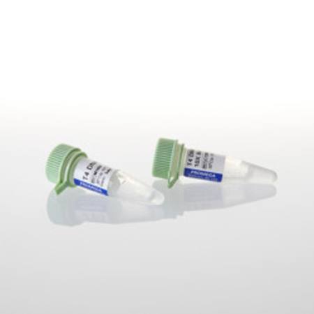 Buy T4 DNA Ligase, 100u in NZ.
