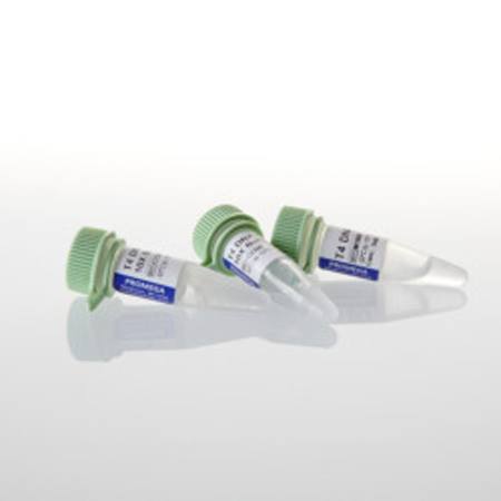 Buy T4 DNA Ligase, 500u in NZ.