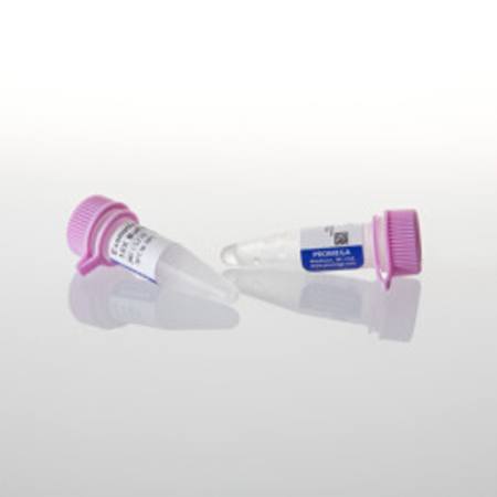 Buy Exonuclease III, 5,000u in NZ.