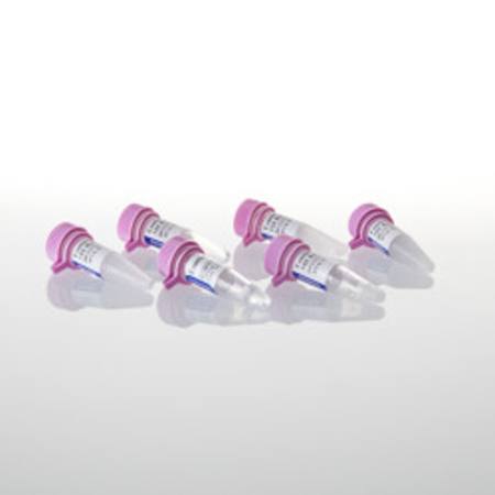 Buy Exonuclease III, 25,000u in NZ.