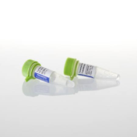 Buy Terminal Deoxynucleotidyl Tran sferase (recombinant), 300u in NZ.
