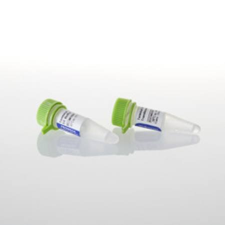 Buy Terminal Deoxynucleotidyl Tran sferase (recombinant), 1500u in NZ.