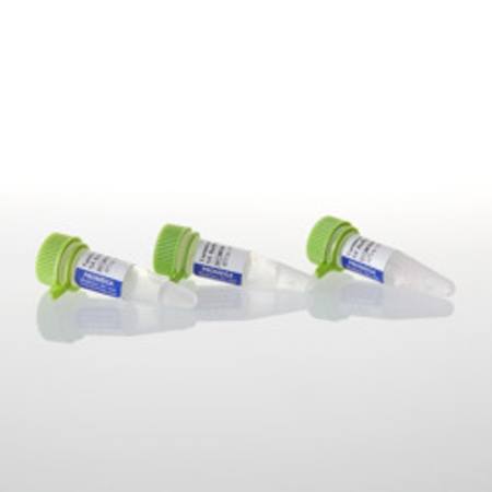 Buy Terminal Transferase Buffer Pack in NZ. 