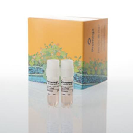 Buy Raji (LDH-HiBiT) CD19-KO TCK Bioassay, CPM in NZ.