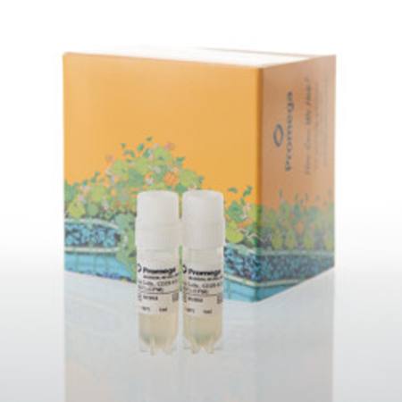Buy Raji (LDH-HiBiT) CD20-KO TCK Bioassay, CPM in NZ. 