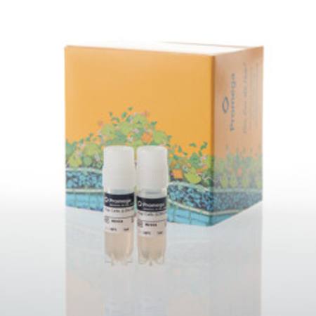 Buy Raji (LDH-HiBiT) TCK Bioassay, Propagation Model in NZ.