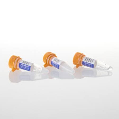 Buy Alkaline Phosphatase Calf Intestinal (HC), 1,000u in NZ.
