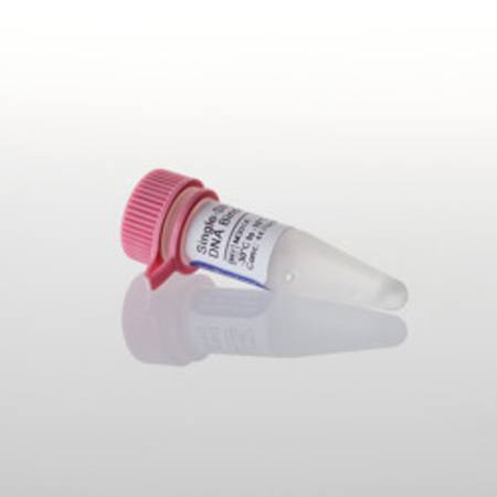 Buy Single-Stranded DNA Binding Protein, 100ug in NZ. 