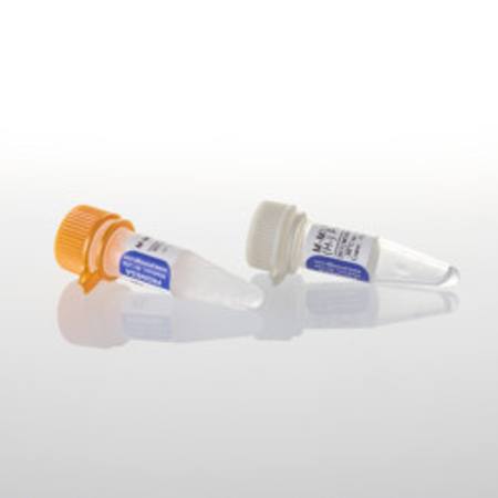 Buy M-MLV RT RNase (H-) Point Mutant, 2,500u in NZ. 