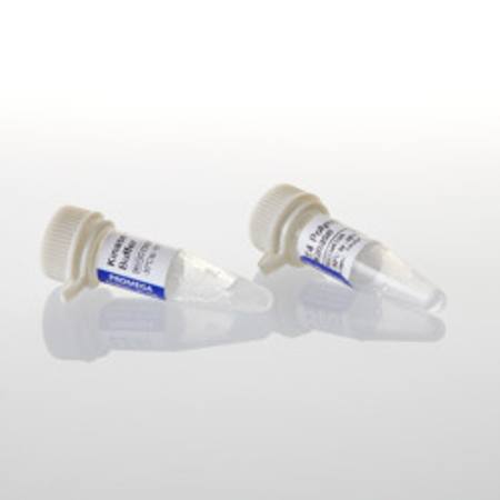 Buy T4 Polynucleotide Kinase, 100u in NZ. 