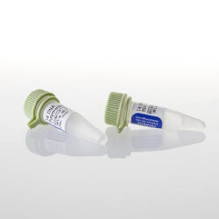 Buy T4 DNA Polymerase, 100u in NZ.
