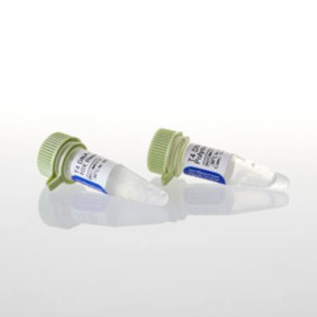 Buy T4 DNA Polymerase, 500u in NZ.